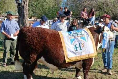 El Gran Campeón Macho en Angus y Hereford fue para "La Tigra" de Estancias y Cabañas La Centella.