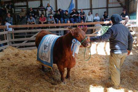 Remate a martillo corrido de la 105° Exposición Rural: las ventas superaron los 314 millones de pesos