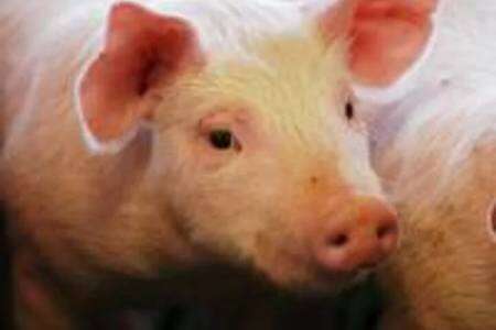 El Gobierno autorizó tres nuevas vacunas para protección de la sanidad porcina y aviar