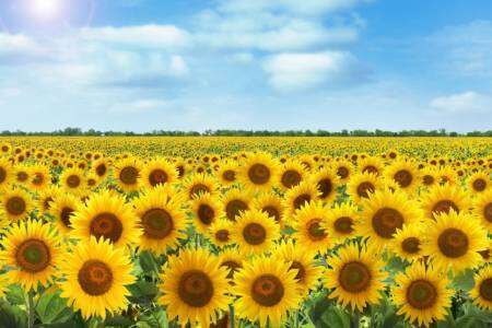 La 48° Fiesta Provincial del Girasol, ya pronta a comenzar