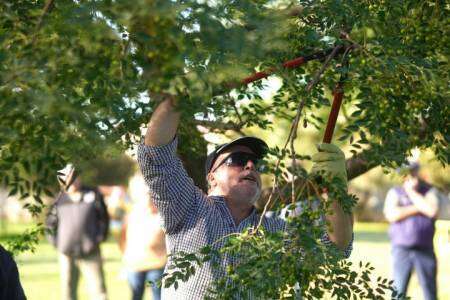 El Municipio de Coronel Suárez capacita podadores para mejorar la conservación del arbolado público