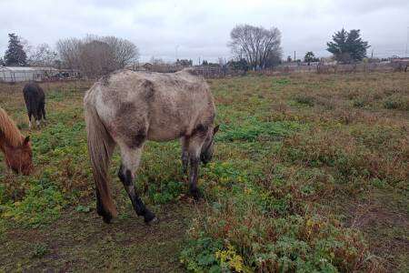 Secuestro de equinos por Inf Ley 14346 (malos tratos y actos crueles a los animales)
