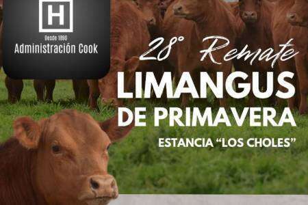 Lucas Cook: "LIMANGUS rinde más carne... y es un buen negocio..."