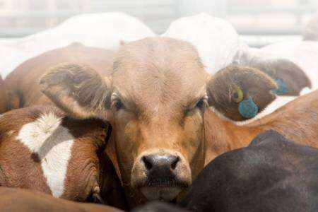 Oferta laboral: Operario de Mixer en Feedlot