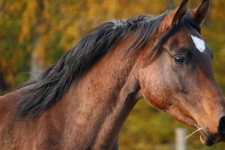 Argentina crece en exportación de caballos con mayor valor agregado y suma nuevos destinos