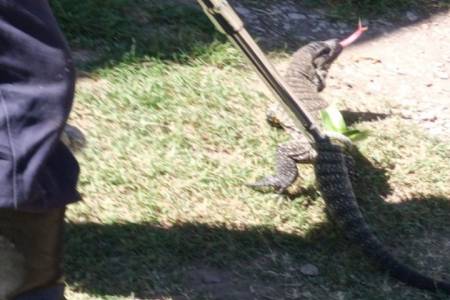 Lagarto en la Av. San Martín