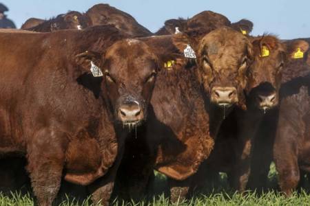 Informe Mensual Angus - Marzo 2026