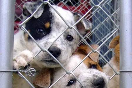 DÍA DEL ANIMAL EN SUÁREZ: NADA QUE FESTEJAR