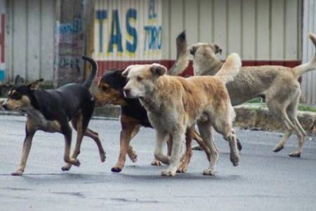 El drama de los perros en la calle. “No contamos con la colaboración de la gente cuando los vamos a buscar” 