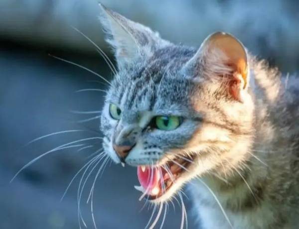Confirman un caso de rabia en un gato doméstico en la Provincia: investigan cómo se contagió