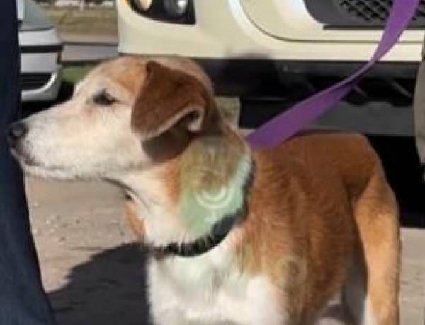 Poly, el perro camionero que volvió a encontrar el camino hacia su familia