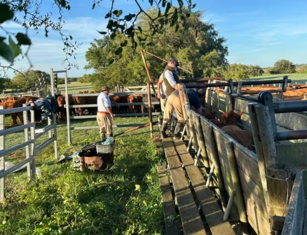 Presión fiscal: un campo bonaerense paga hasta 13 veces más impuestos que en Santa Fe