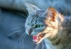 Confirman un caso de rabia en un gato doméstico en la Provincia: investigan cómo se contagió