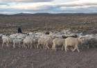 Desarrollo Agrario abrió la convocatoria para el financiamiento de proyectos productivos ovinos