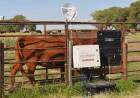 El INTA pone a punto una balanza inteligente para vacas