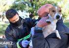 Caso sospechoso de rabia en humanos: los análisis habrían dado negativo