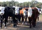El ministerio de Desarrollo Agrario lanzó el plan PEV 2021 para bovinos