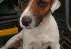 Se extravió una mascota