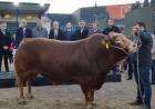 Llegó el primer animal a la Exposición Rural 2022: Nicanor, un toro campeón del mundo de la raza Limousin