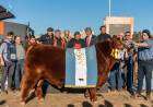 El toro colorado Mateo fue elegido Gran Campeón Angus de Palermo 2022