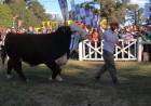 Desfile de los grandes campeones 2022