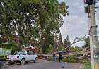 El temporal de viento derribó árboles y ramas en varios sectores de Bahía Blanca