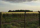 Banco Provincia amplió la asistencia a tasa especial por la emergencia agropecuaria
