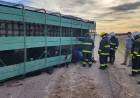 Volcó un camión con hacienda en la ruta 85  y murieron algunos animales