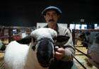 Después de casi medio siglo vuelve la genética inglesa Hampshire Down a la Expo Rural