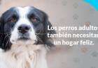 Sumáte a la Campaña de Adopción Responsable de mascotas