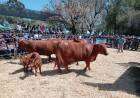 Cabaña Anteojito vendió sus Hembras PC Angus a $1600000