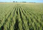 Búsqueda de arrendamiento de campo o para siembra de fina