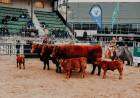 Más de 2.800 visitantes en la primera jornada de la Expo Otoño de Angus
