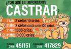 ¿Sabías que en Coronel Suárez podés castrar a tus mascotas de forma gratuita?
