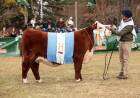 Los santos se quedaron con el Gran Campeón Hembra y Macho de la Expo Otoño de Hereford