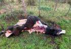 Inseguridad rural en 9 de Julio: Otro productor rural fue victima de una faena de un novillo