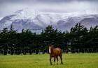 Belleza natural.  Éste jueves nevó en la Comarca Serrana 