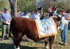 El Gran Campeón Macho en Angus y Hereford fue para "La Tigra" de Estancias y Cabañas La Centella.