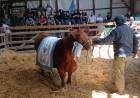 Remate a martillo corrido de la 105° Exposición Rural: las ventas superaron los 314 millones de pesos