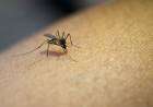 Vacunación contra el dengue se amplía a toda la provincia: cómo llegarán los turnos