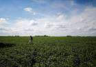 Qué son los pagarés bursátiles que no pudo pagar el grupo “Los Grobo” y por qué complican a algunas empresas del agro