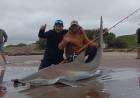 Asombro en Claromecó por la pesca de un tiburón de 90 kilos