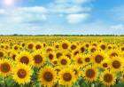 La 48° Fiesta Provincial del Girasol, ya pronta a comenzar