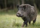 Autorizan la caza de jabalí en la provincia: "Especie exótica invasora"