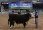 Llegó Escocés a la Expo Rural 25