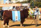 Grandes campeones: Sacerdote dio el batacazo en Hereford y una hembra hizo historia en Angus