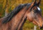 Argentina crece en exportación de caballos con mayor valor agregado y suma nuevos destinos