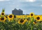 El girasol, el cultivo estrella: las exportaciones crecieron el 46,8% en 2025
