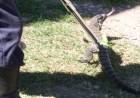 Lagarto en la Av. San Martín