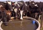 ¿Permiso para dar agua a las vacas? Alerta del campo por intimación exprés bonaerense